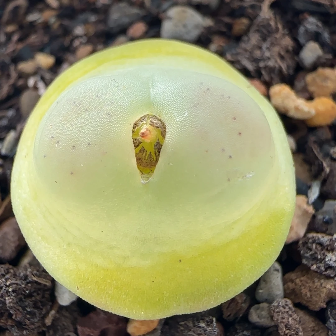 多肉植物4年拉登53号