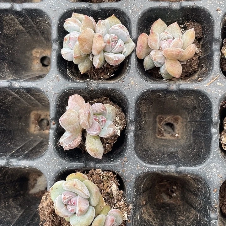 星影双头随机发小杆子发5颗