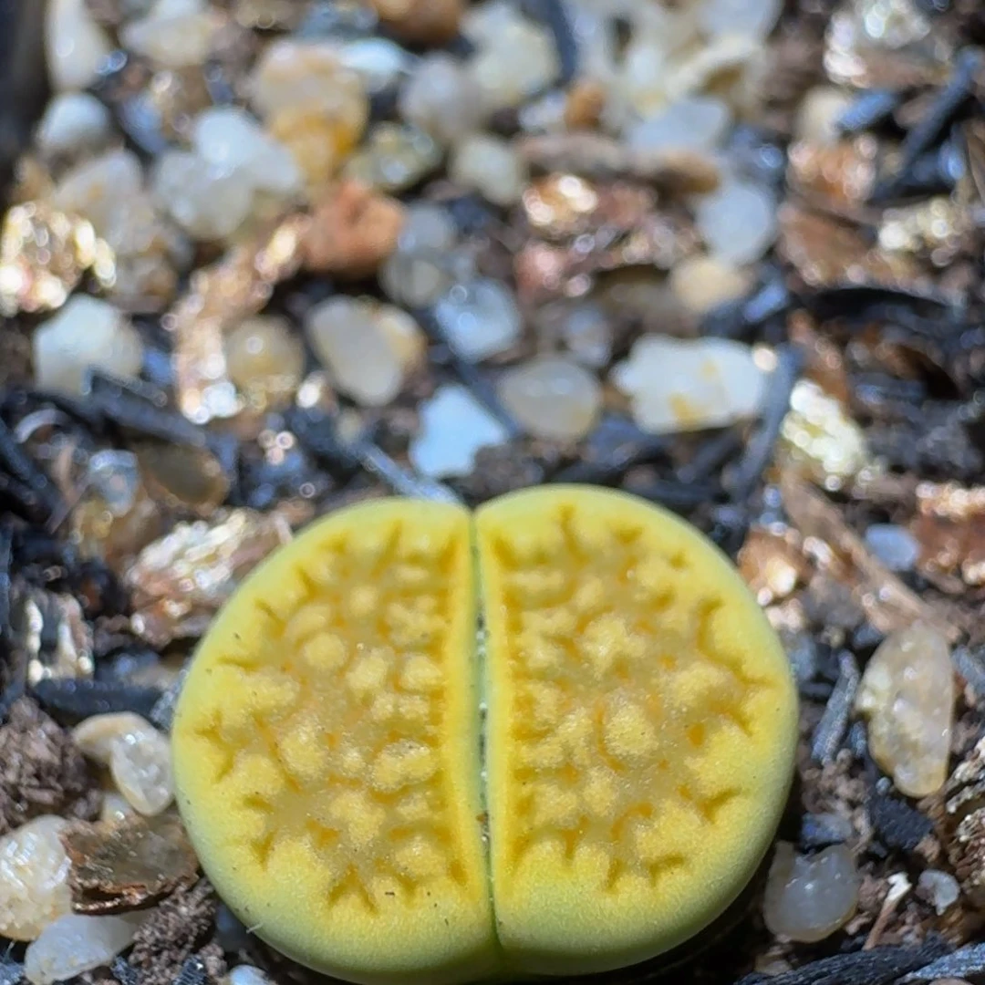 Ssss生石花肉锥235