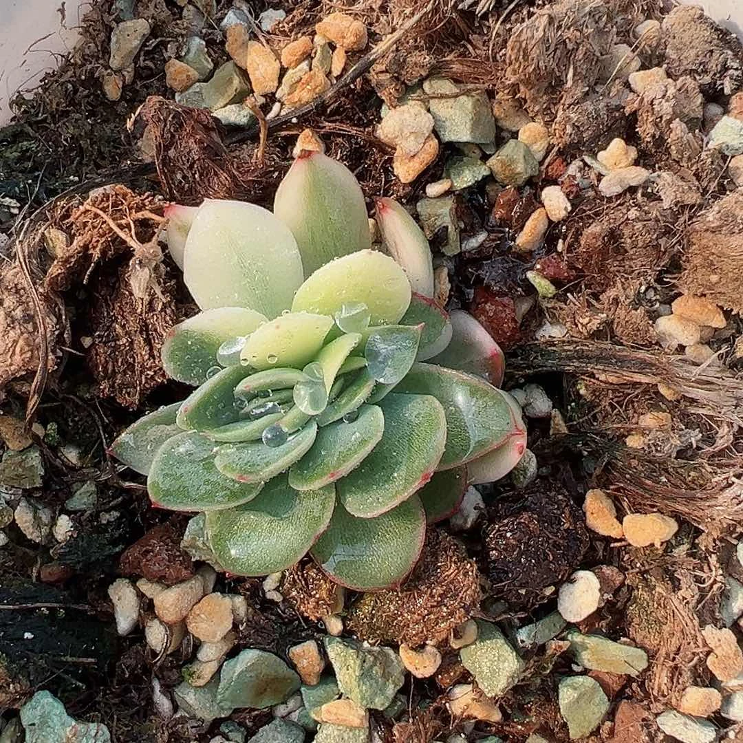 东云锦，多肉植物