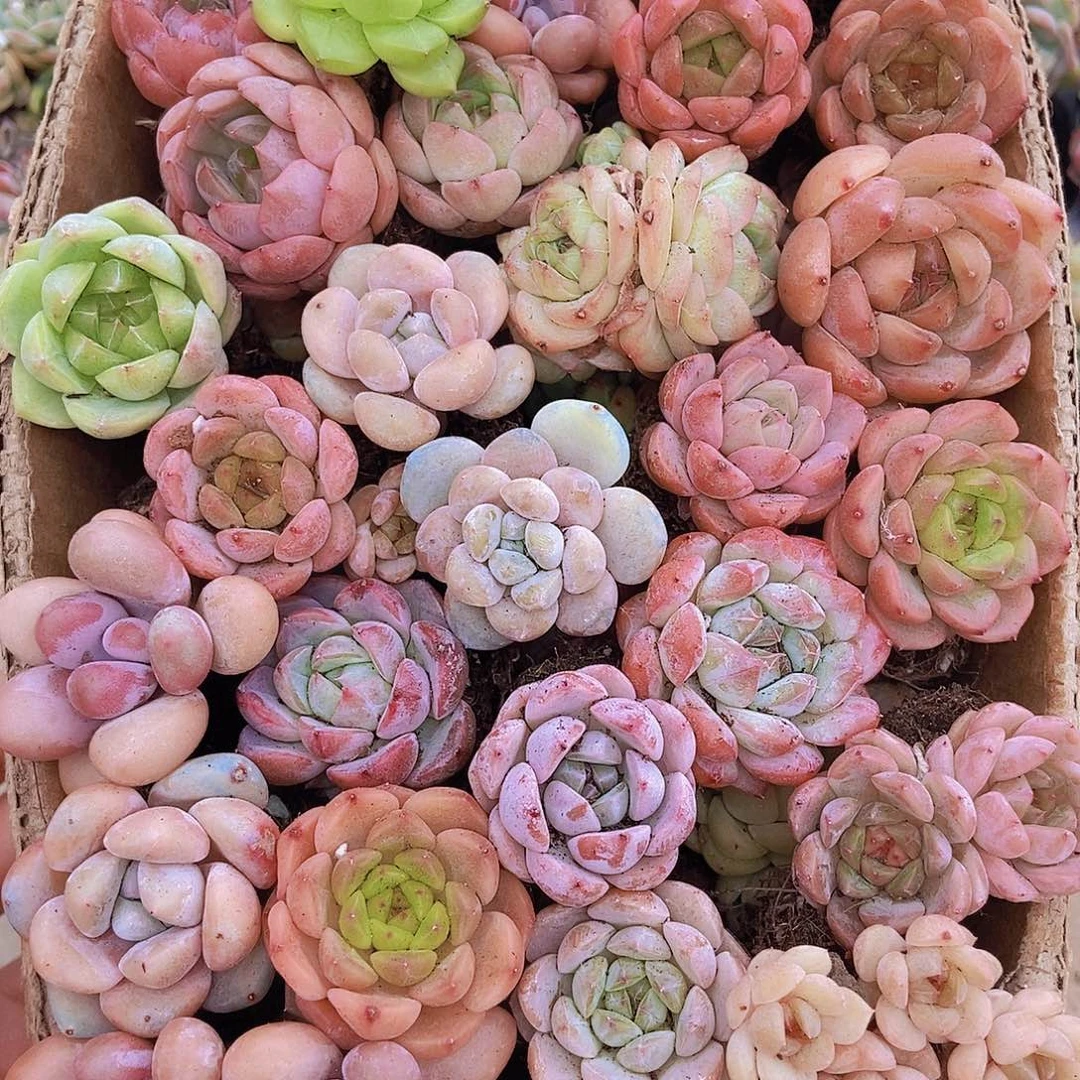 000000001量拍保底20颗