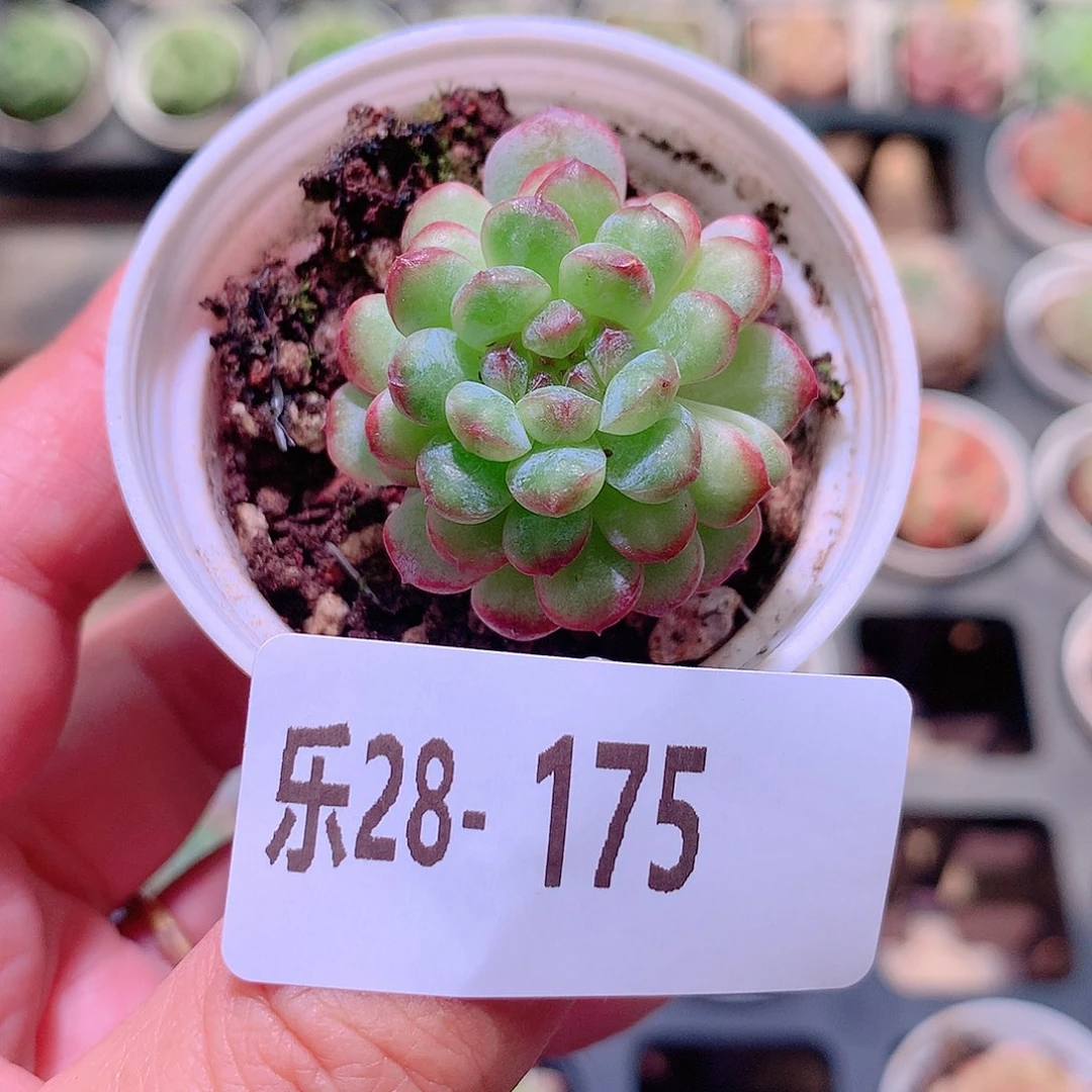 乐然28-175 新品单头