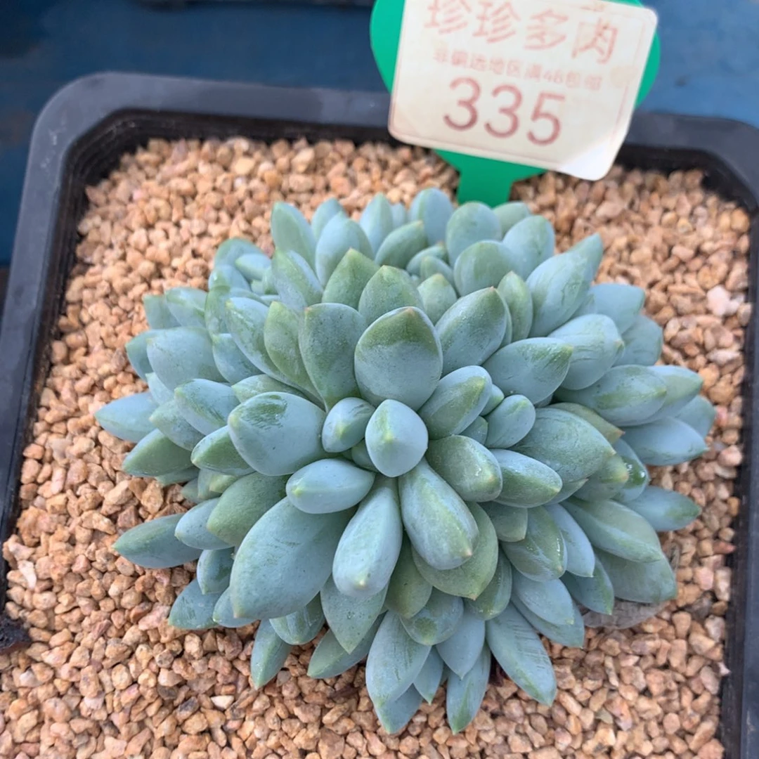 ****姐宽叶奶糖无砍平头335