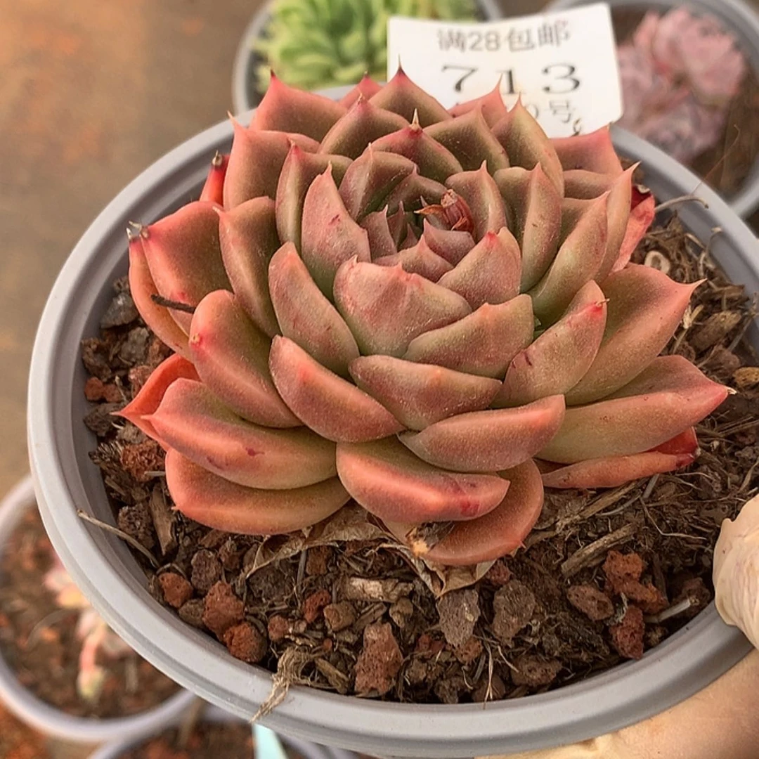 【闪购商品】云713