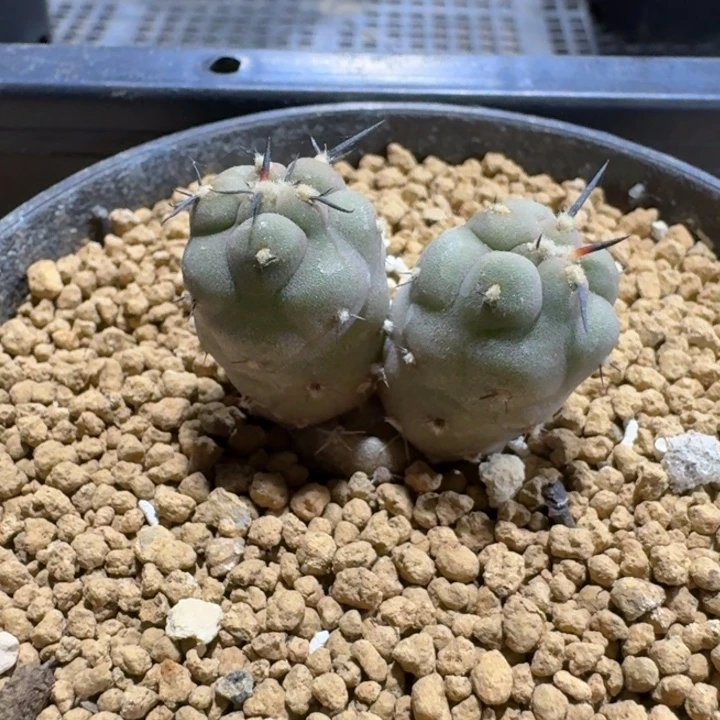 双头实生习志野一颗