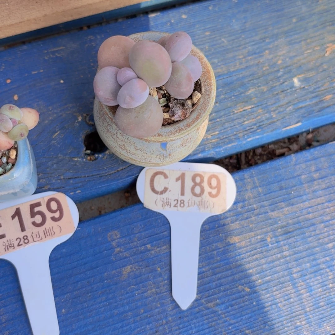 C189奶酪一物语拍