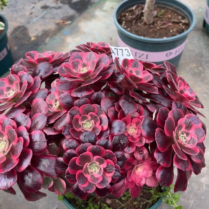 773凤冠30厘米左右