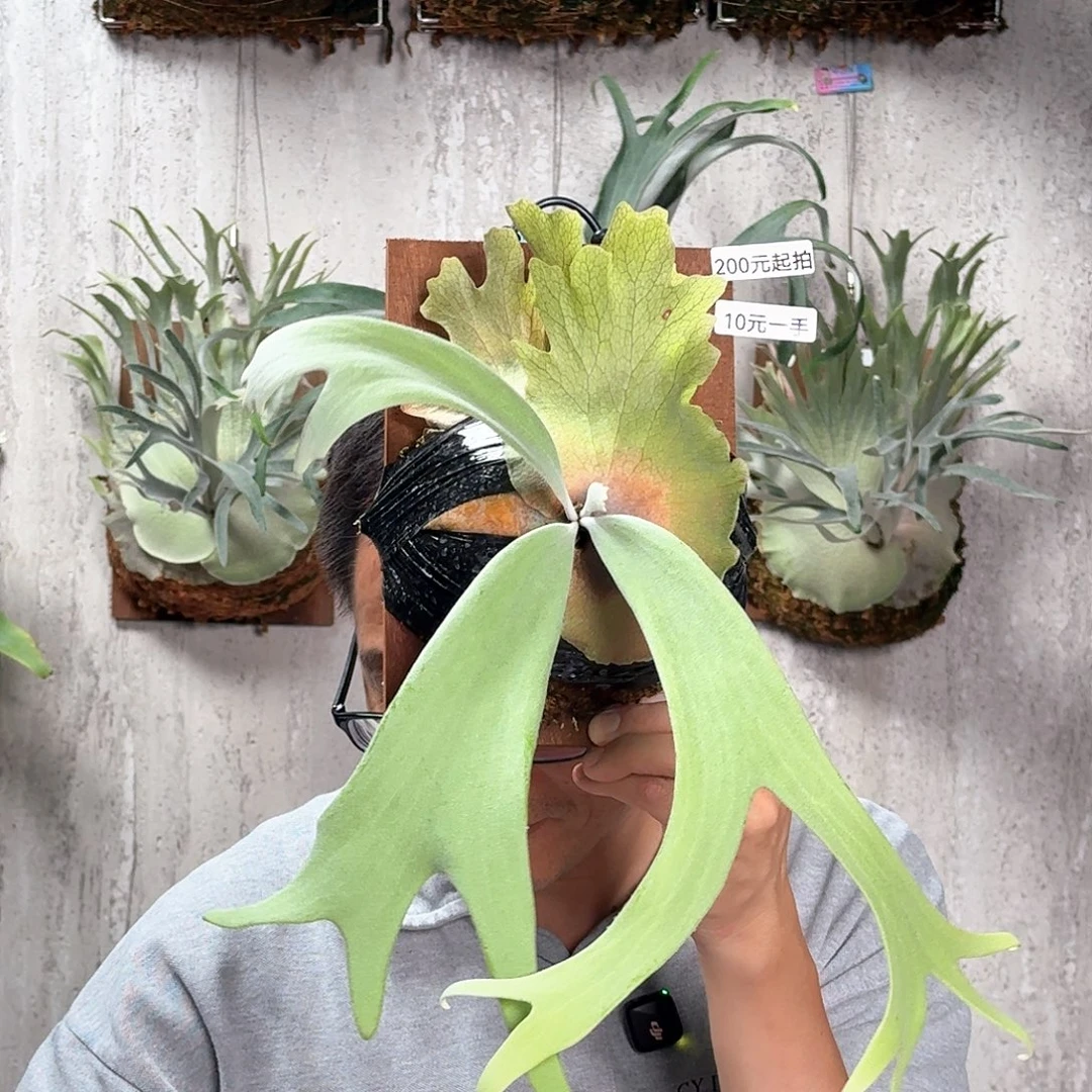 完全开放爪哇鹿角蕨