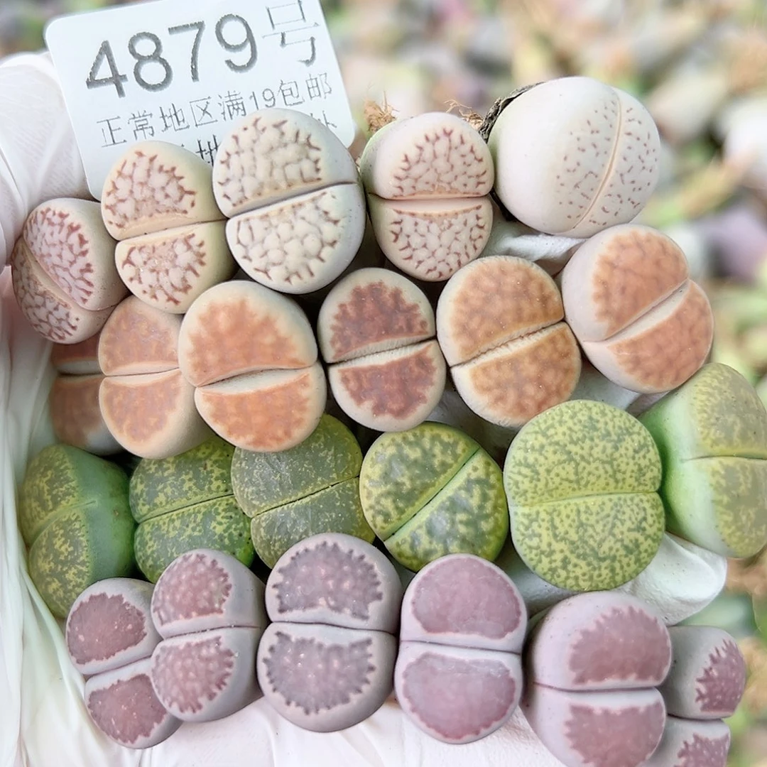 4879 好养易活生石花大母本23个1.5cm左右