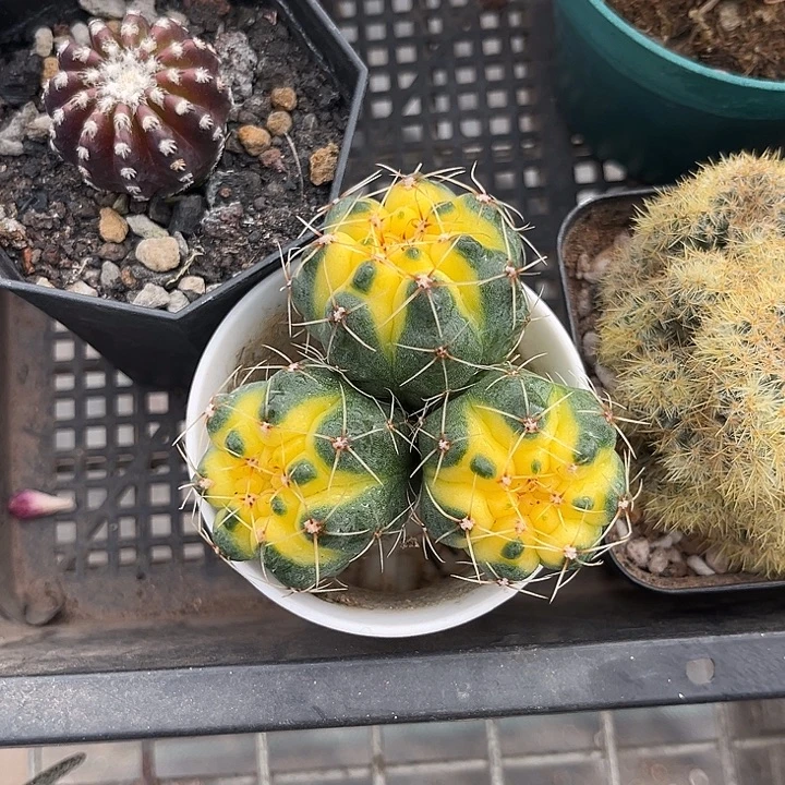 我也不知道我为什么要这样对