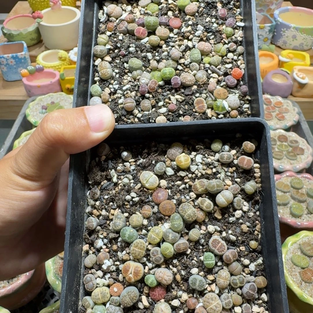 蘑菇437生石花彩拼多肉植物