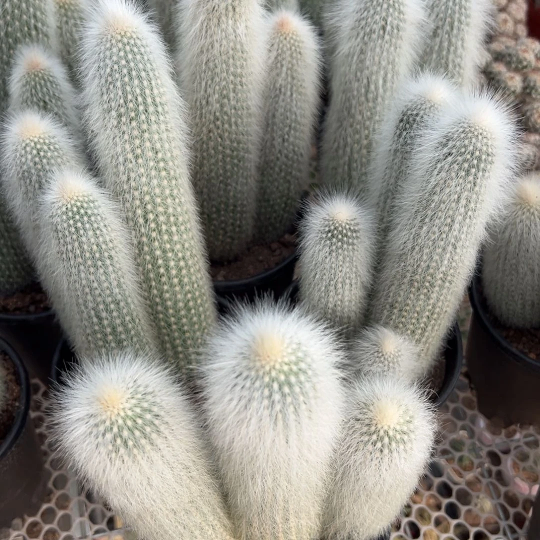 吹雪柱随机一颗。