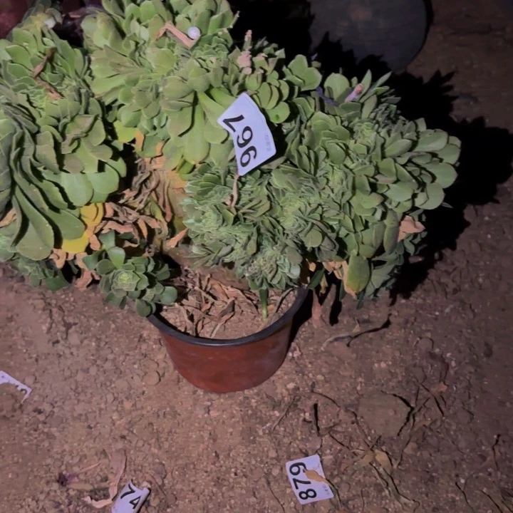 967绿羊绒多肉植物
