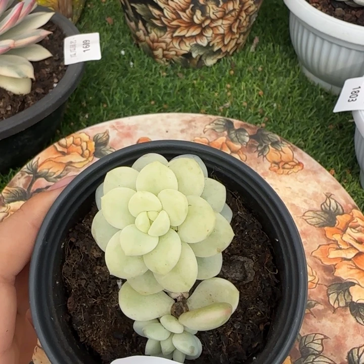 1781白马香水锦多肉植物