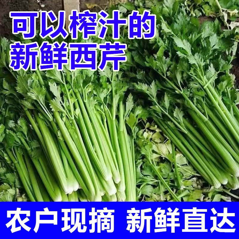 【基地直发】芹菜新鲜芹菜西芹榨汁优质食用带叶芹菜芹菜批发蔬菜