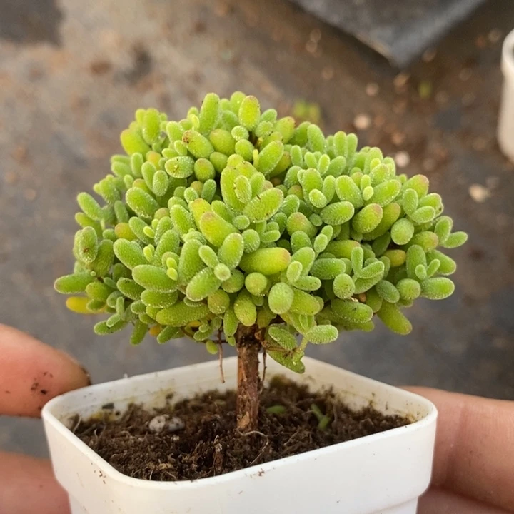 948优选蜜橘糖球