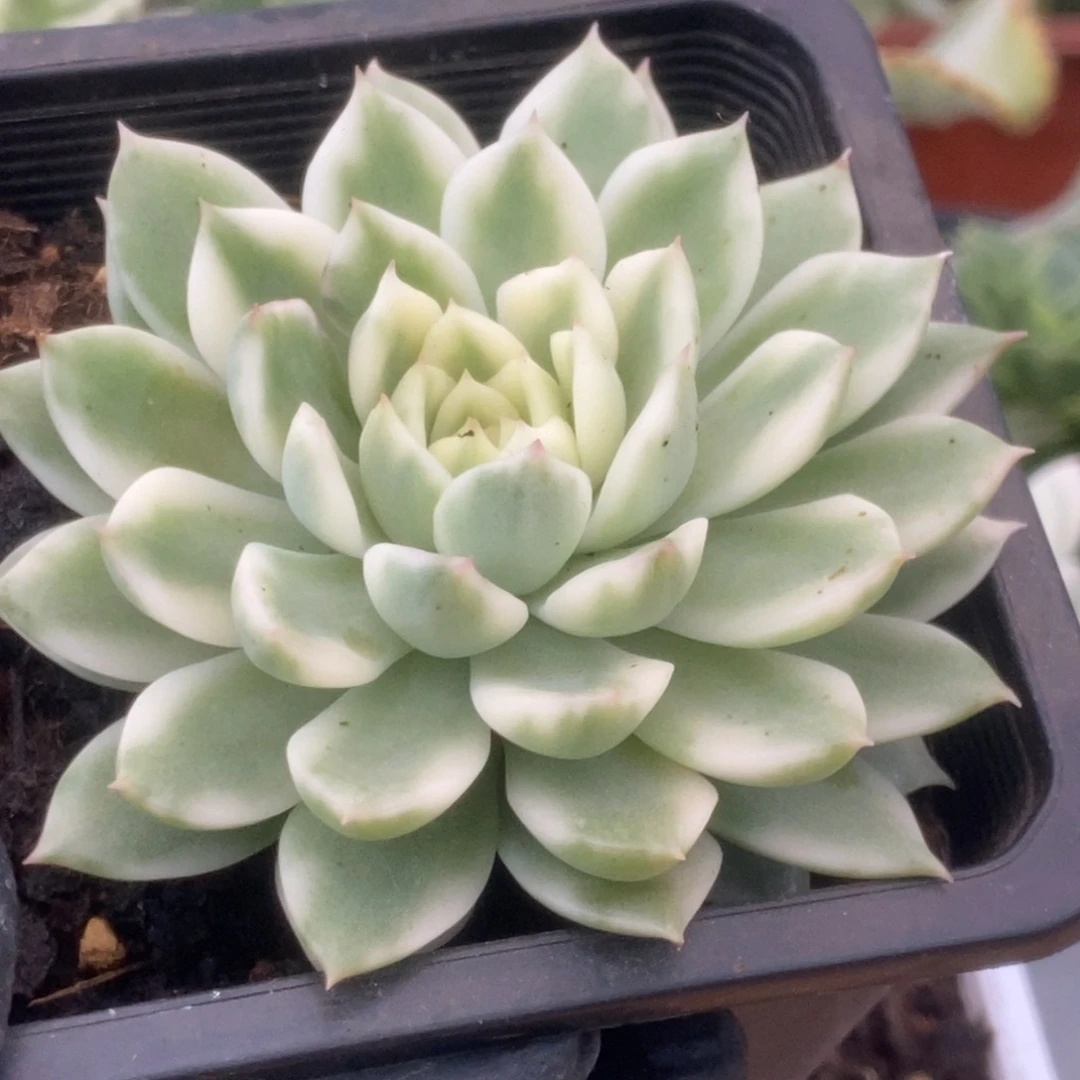 271长岛冰茶锦锦锦锦锦锦锦锦