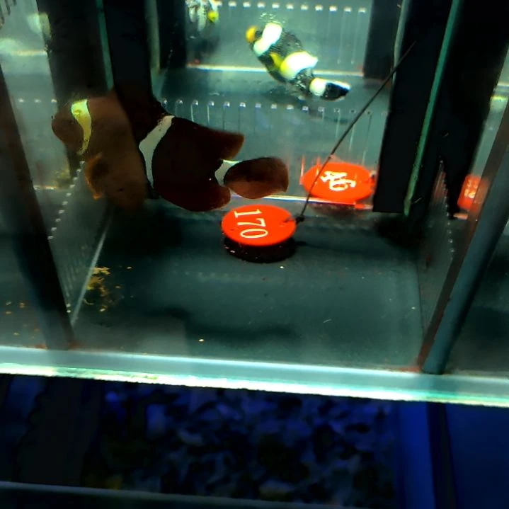 透红8+/5-52-170海水