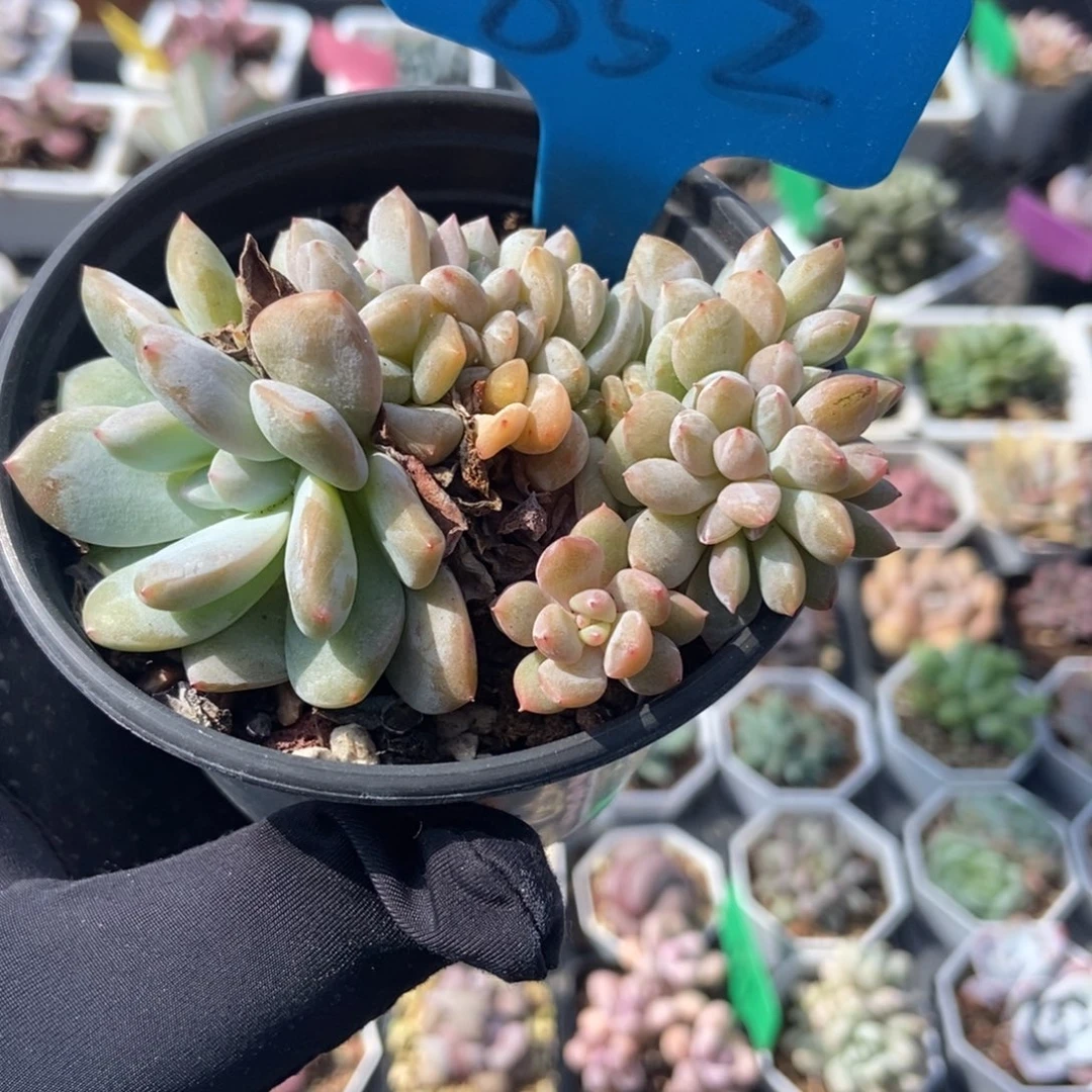 852星影缀多肉植物保护