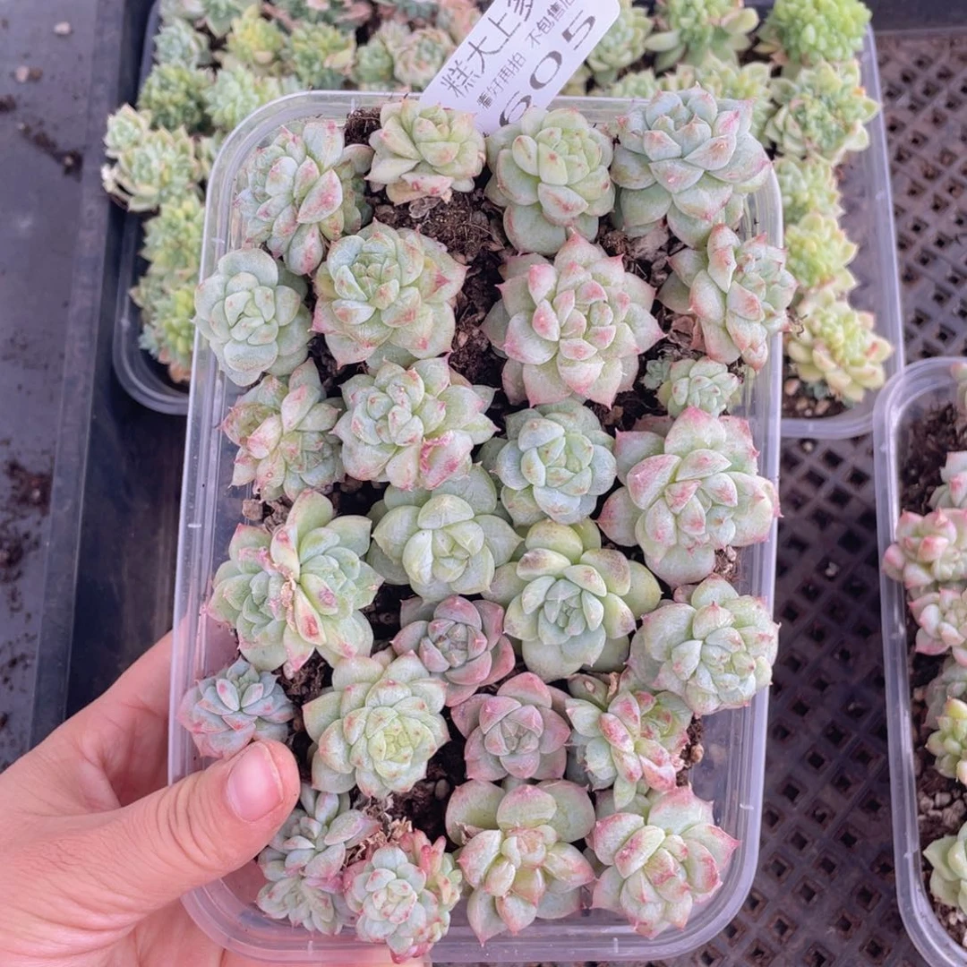 糕大上多肉植物605