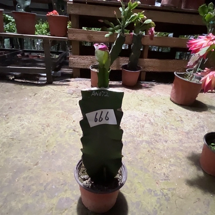 完全开放666AN072