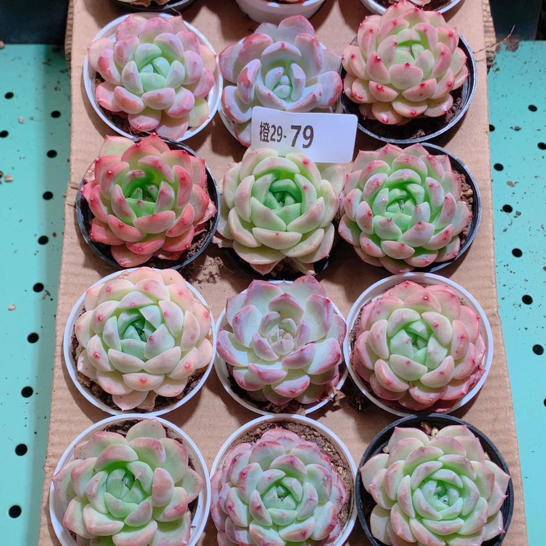 29-79一物一拍带盆18颗