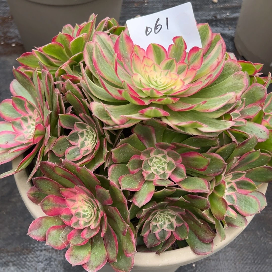 061多肉法师孔雀翎一个