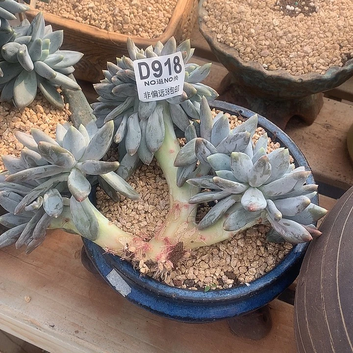 胖哥特缀化 918 亏本处理7-8天发 玻璃心勿扰