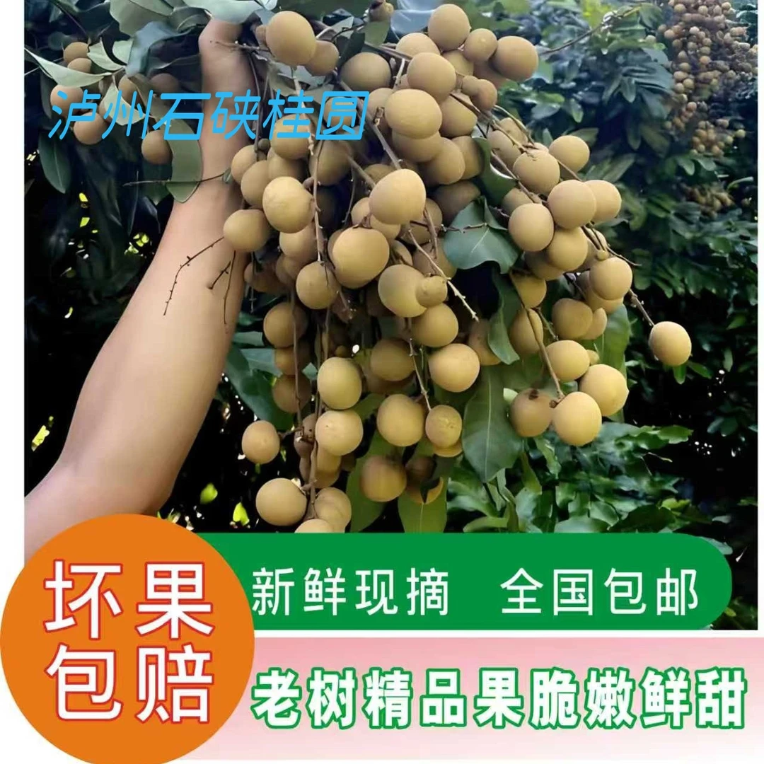 （省外专区5斤装）正宗泸州石硖桂圆新鲜现摘，脆嫩鲜甜全国包邮