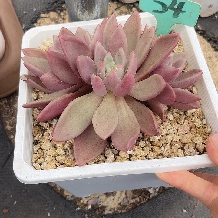 晨语多肉一物一拍初音54