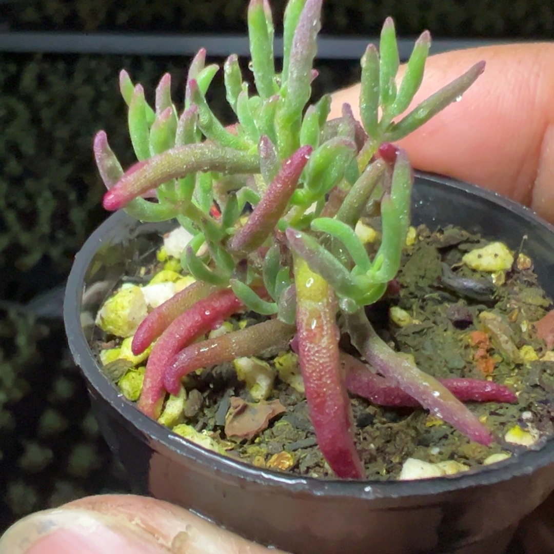 虞姬50杯老桩福利