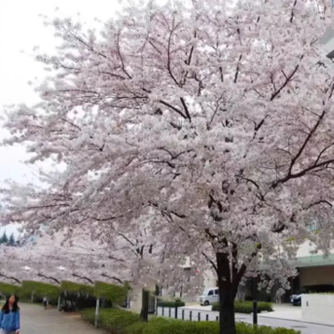 8-18厘米粗庭院花卉紫叶飞雪也叫紫叶李