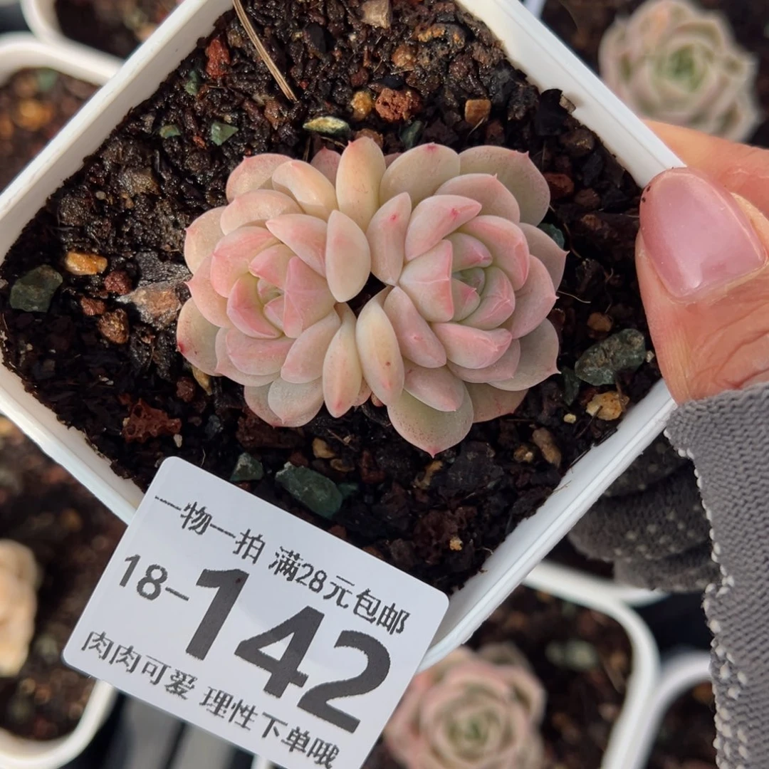 玉笛单头多肉单头多肉