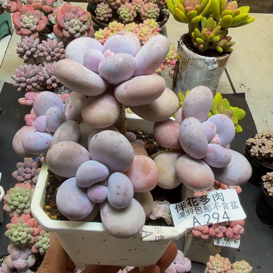 294水光针9cmdr植物