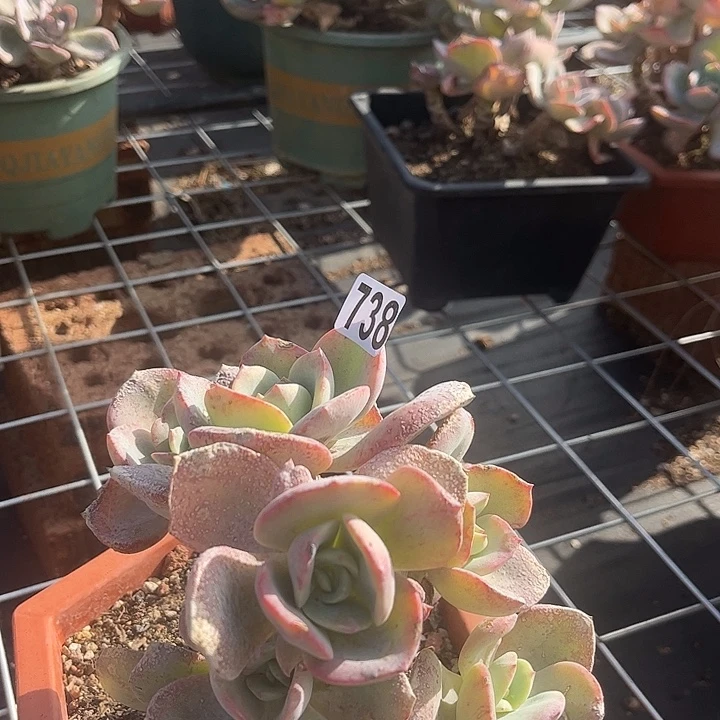綦***农738白凤脱土发货不退不换