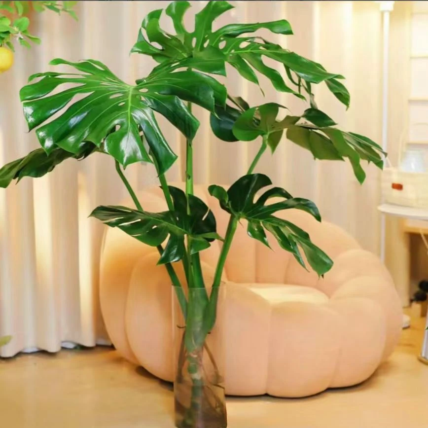 【1.1-1.2米】4-6片老桩提根大开背龟背竹水培盆栽巨叶带根新手土培