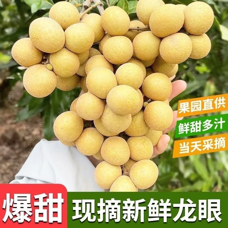[当季水果]老树龙眼储良石硖新鲜采摘桂圆清甜多汁肉厚饱满7月