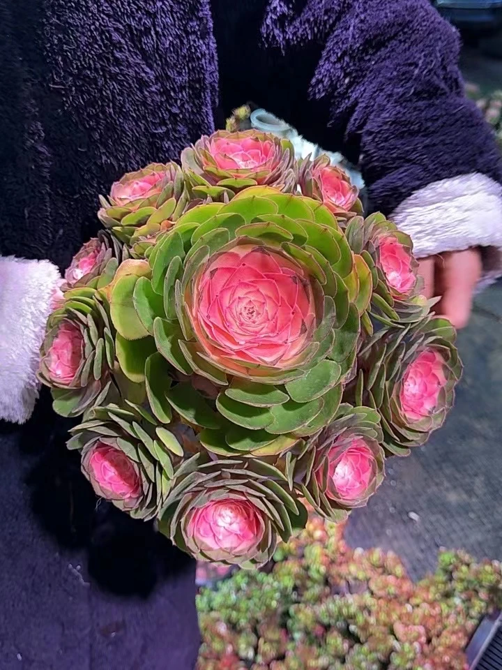 七彩香妃女王  五年老桩 养死包赔 居家必备 办公室绿植盆栽