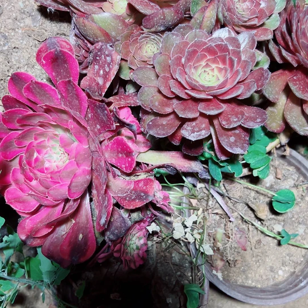 ?****?多肉植物组合2个