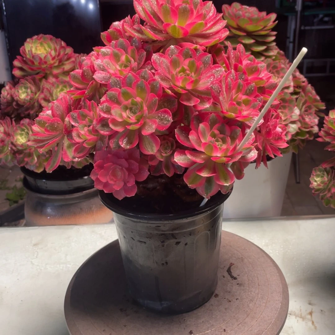 花*粉女巫老桩手捧9010