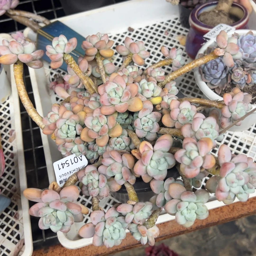 1541洛神一物一拍