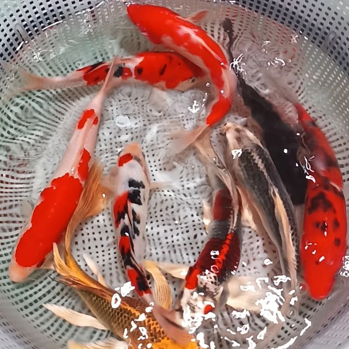 锦鲤20～25公分之间
