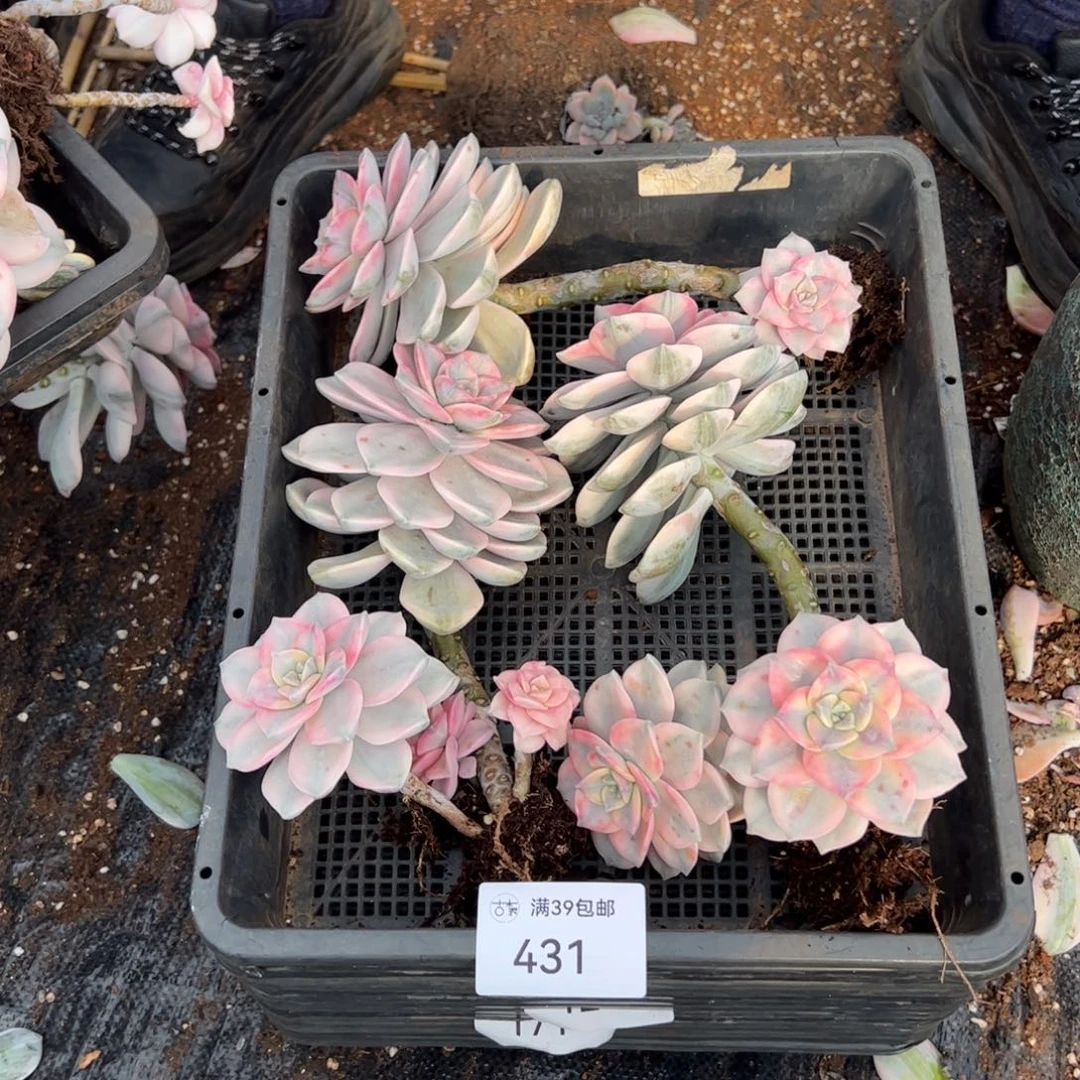 431紫乐锦老桩多肉植物