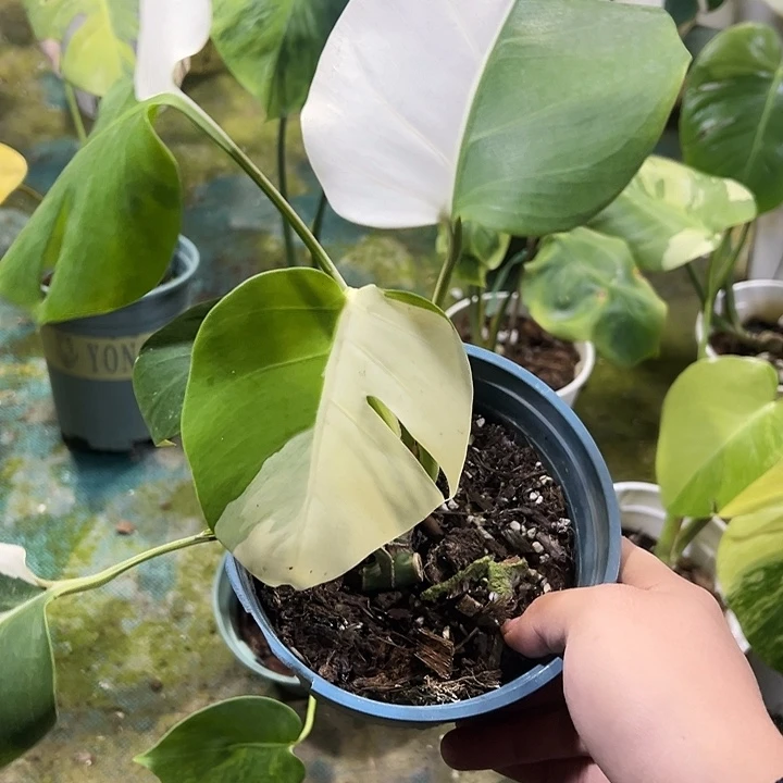 完全开放白龟一物一拍