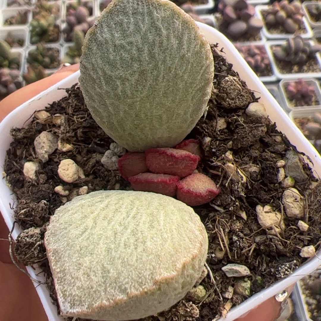 特价有点小疤900号磨砂蛋单头桩多肉植物