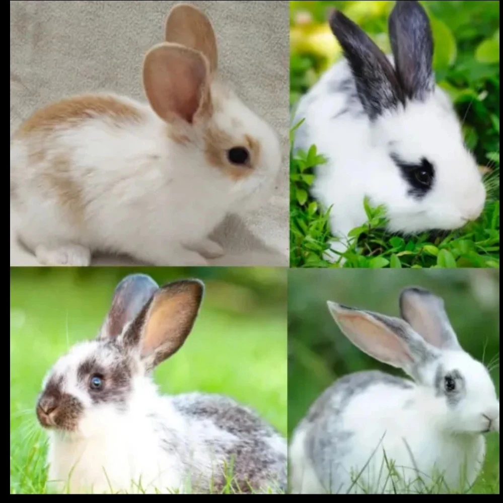 兔子活物大型肉兔苗白兔花兔比利时青紫兰疫苗齐全成年可长十多斤