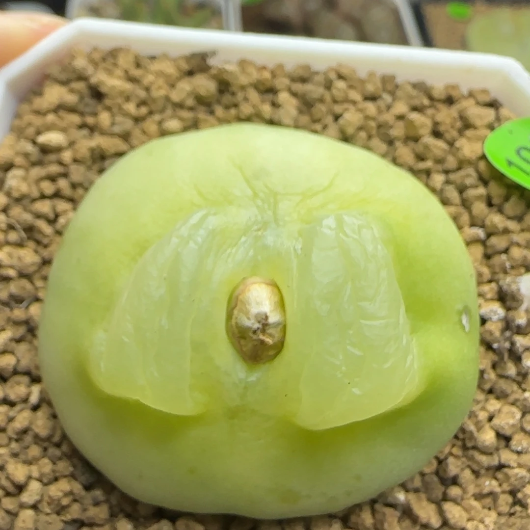 拉登4.48福利多肉102