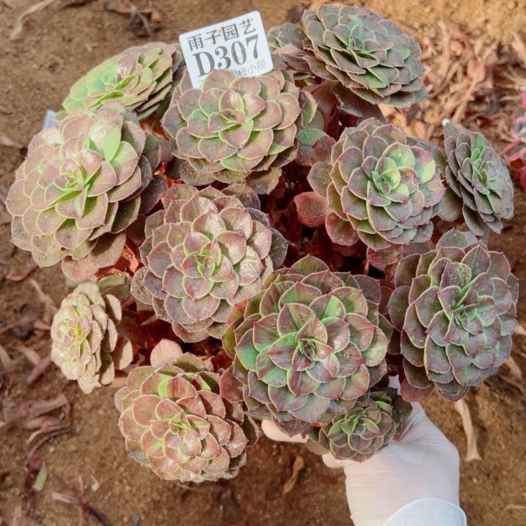 307花夜叶尺寸25左右