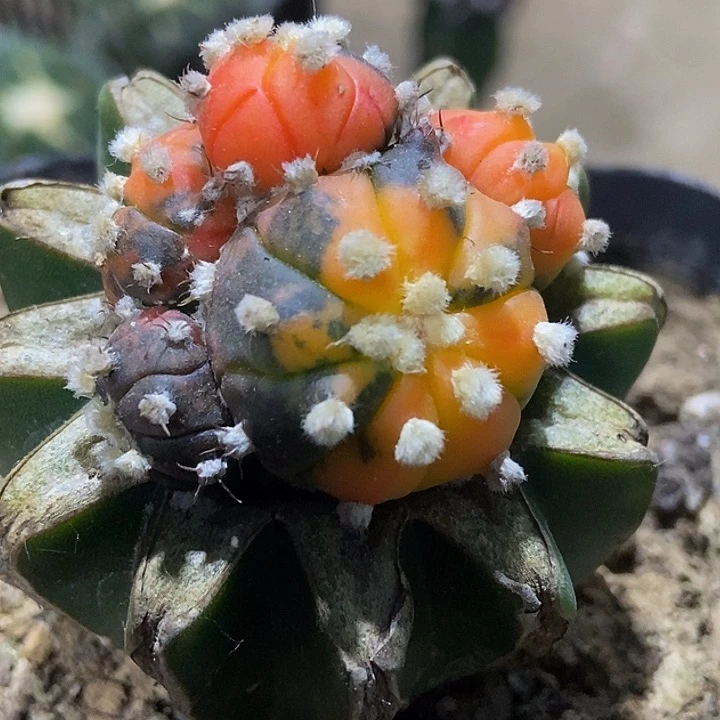 无花朵福利散斑红锦兜群233