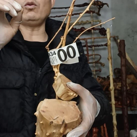 逍***遊香榧木高山 檬子木文玩料